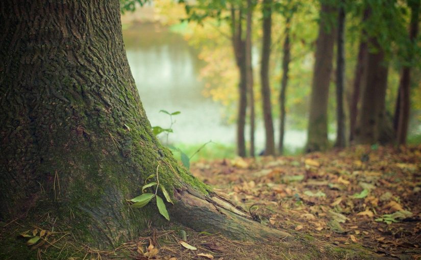 Przepiękny oraz {zadbany zieleniec to nie lada wyzwanie, zwłaszcza jak jego pielęgnacją zajmujemy się sami.